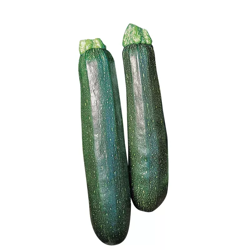 zucchini-sure-thing-seeds-planting-heirloom-non-gmo-high-yield-early-summer-squa Zucchini Sure Thing Seeds for Planting Heirloom Non-GMO High Yield Early Summer Squash Variety