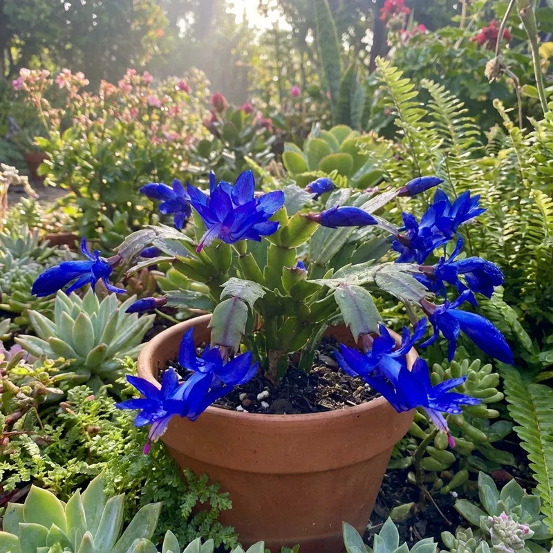 zygocactus-truncatus-blue-flower-seeds-vibrant-garden-planting Zygocactus Truncatus Blue Flower Seeds for Vibrant Garden Planting