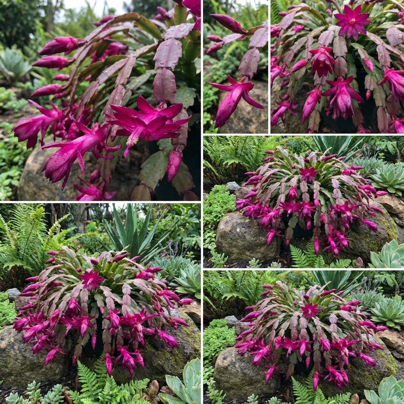 zygocactus-truncatus-dark-pink-flower-seeds-planting-in-gardens-easy-to-grow-flo Zygocactus Truncatus Dark Pink Flower Seeds for Planting in Gardens – Easy to Grow Flowering Cactus Seeds