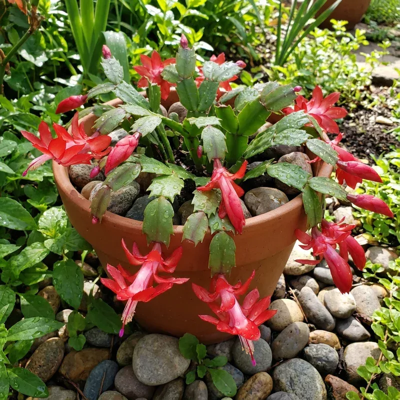 zygocactus-truncatus-flower-seeds-easy-planting Zygocactus Truncatus Flower Seeds for Easy Planting