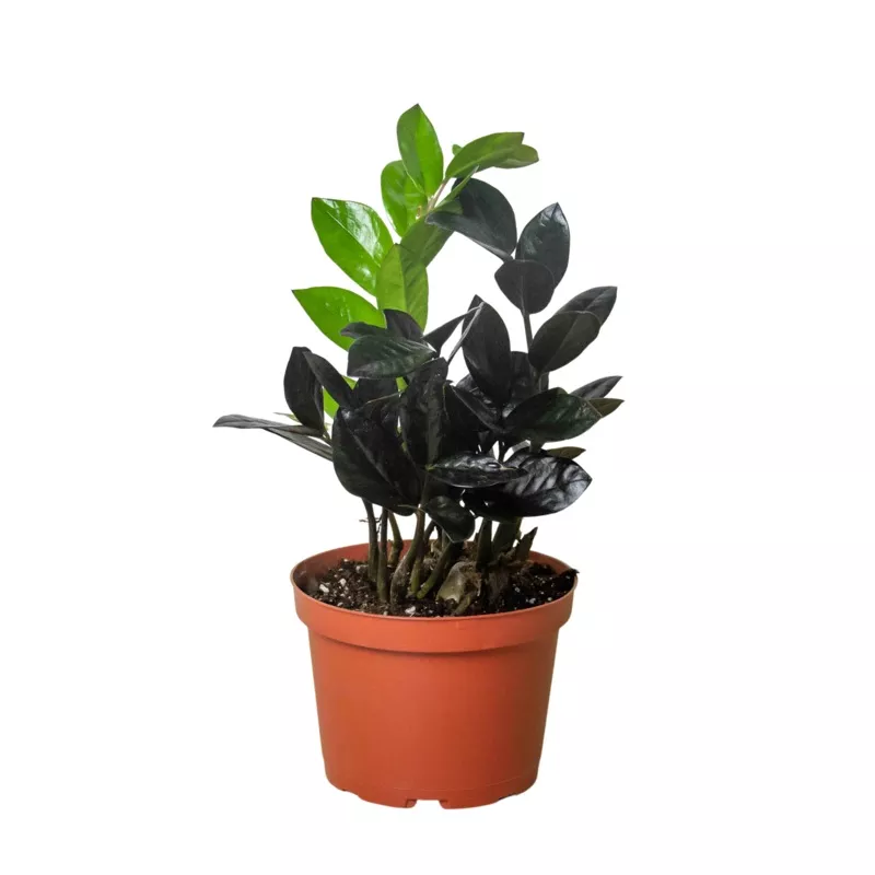zz-zamioculcas-black-queen ZZ Zamioculcas ‘Black Queen’